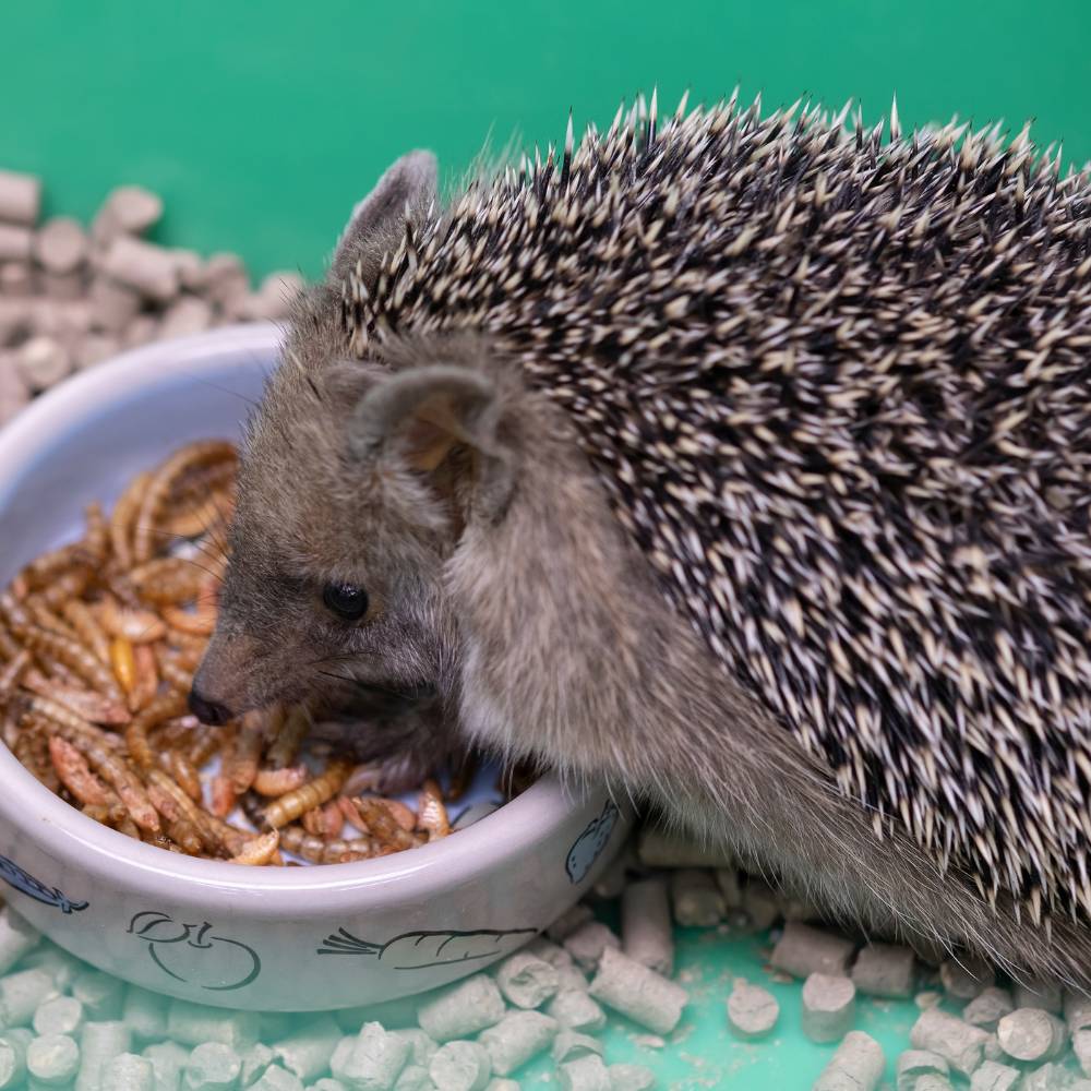 hedgehog enjoying some calciworms